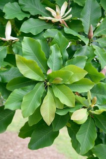 Large-leaf magnolia (Magnolia tripetala), Lanhydrock House & Garden, Great Britain