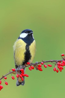 Great tit (Parus major) on green red barberry (Berberis thunbergii) with red berries in autumn,