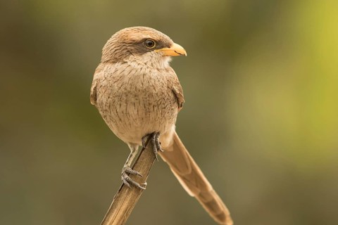 Yellow-billed Shrike (Corvinella corvina), Gambia