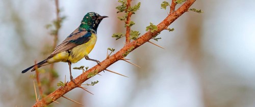 Honeybird, (Anthodiaeta metallica), perching warbler, honey sucker, family of passerines, Mudday,