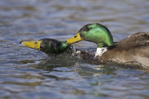 Mallard (Anas platyrhynchos) male, Lower Saxony, Germany