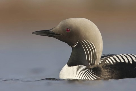 Pacific Loon (Gavia pacifica), Manitoba, Canada