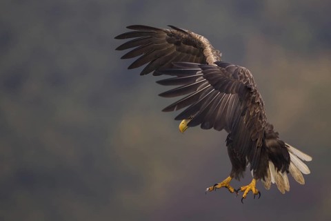 White-tailed Eagle (Haliaeetus albicilla) juvenile flying, Poland