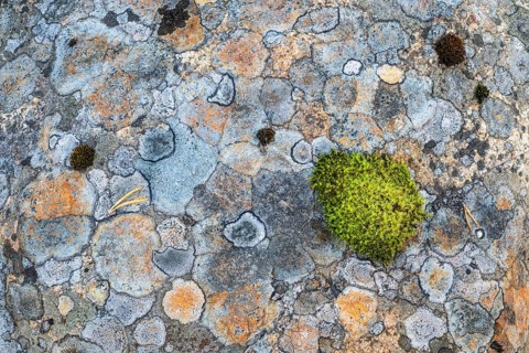 Moss and lichens on a rock, Norrbotten, Lapland, Sweden, September 2024