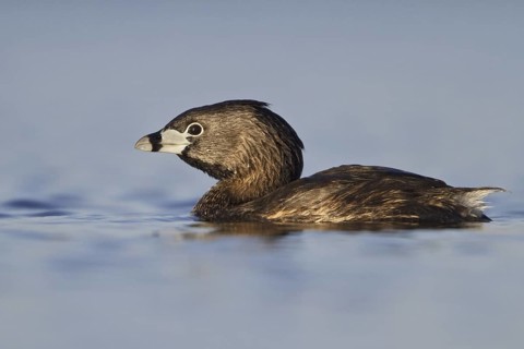 Pied-billed Grebe (Podilymbus podiceps), British Columbia, Canada