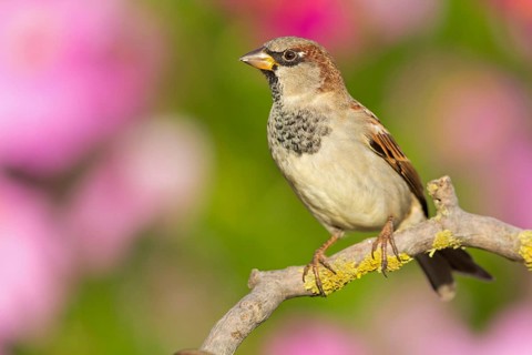 Haussperling, Spatz, House Sparrow, Passer domesticus, Moineau domestique, Gorrión Común