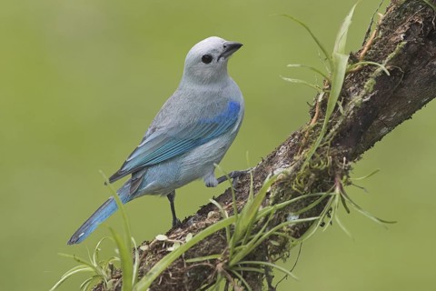 Blue-grey Tanager (Thraupis episcopus), Costa Rica