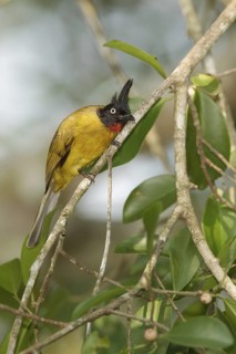 Black-crested Bulbul (Pycnonotus flaviventris), Khao Yai, Thailand