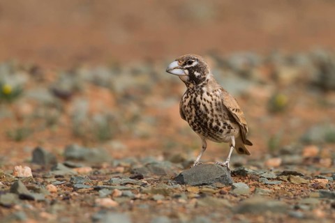 Thick-billed Lark - Knackerlerche - Rhamphocory clotbey, Morocco, male