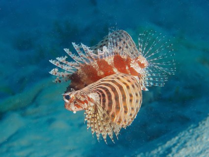 Red Sea Dwarf Lionfish (Dendrochirus hemprichi)