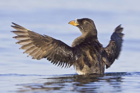 Rhinoceros Auklet (Cerorhinca monocerata), British Columbia, Canada