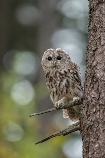Tawny Owl (Strix aluco) perched in tree, North Rhine-Westphalia, Germany