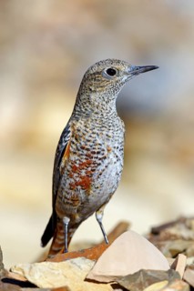 Stonechat, (Monticola saxatilis), flycatcher family, biotope, habitat, foraging, Middle East, Jabal