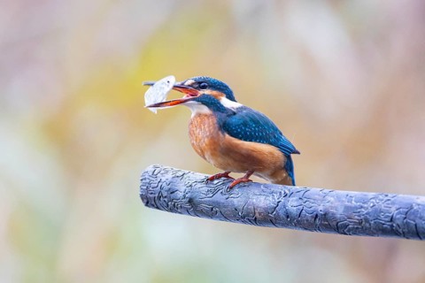 Kingfisher (Alcedo atthis) wbl Germany
