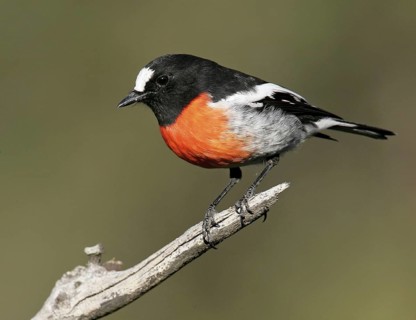Scarlet Robin (Petroica boodang) male, Victoria, Australia
