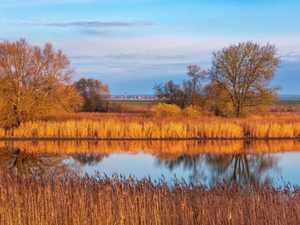 Natural floodplain landscape with a small lake in the Elbaue on the former inner-German border, in