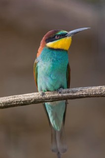 One European bee-eater (Merops apiaster) sitting on a twig in front of a breeding cliff
