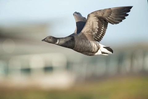 Brent goose (Branta bernicla) adult bird flying, RSPB Titchwell nature reserve, Norfolk, England,