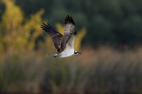 Fischadler, lat. Pandion haliaetus, im Flug im warmen Morgenlicht