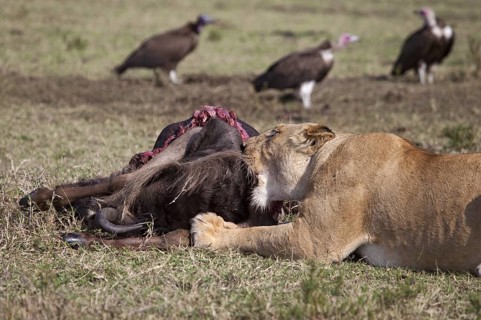 African Lion (Panthera leo) female feeding on wildebeest (Connochaetes taurinus) kill, Masai Mara,