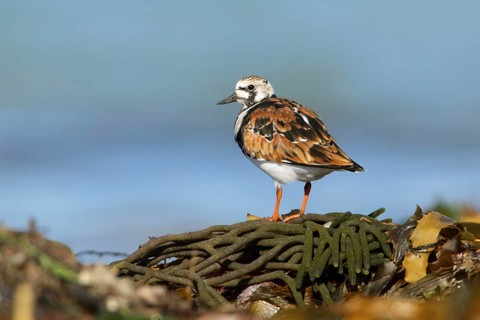 Ruddy Turnstone (Arenaria interpres), Victoria, Australia