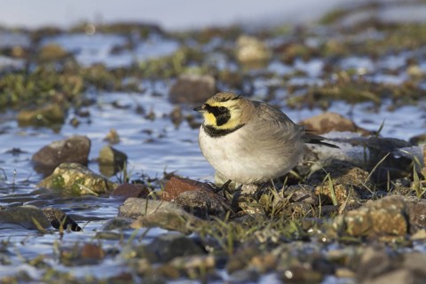 Horned Lark (Eremophila alpestris), Morocco