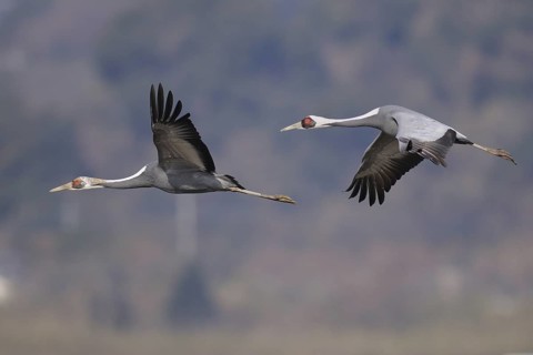 White-naped Crane (Antigone vipio) juvenile flying, Arasaki, Japan
