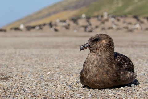 Brown (Subantarctic) Skua (Stercorarius antarcticus lonnbergi) scavenge for food near a penguin
