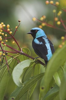 Scarlet-thighed Dacnis (Dacnis venusta), Costa Rica