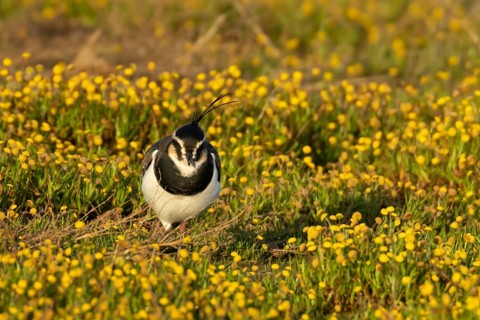 Northern lapwing (Vanellus vanellus) adult wading bird in yellow flowers in grassland, England,