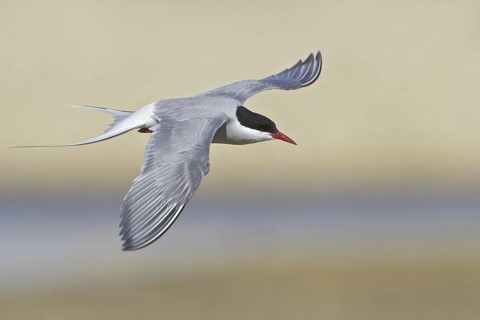 Arctic Tern (Sterna paradisaea) flying, Manitoba, Canada