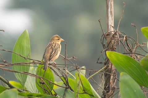A zitting cisticola or streaked fantail warbler (Cisticola juncidis), Sreepur, Gazipur, Bangladesh