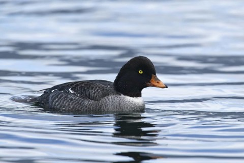 Barrow's Goldeneye (Bucephala islandica) female, British Columbia, Canada