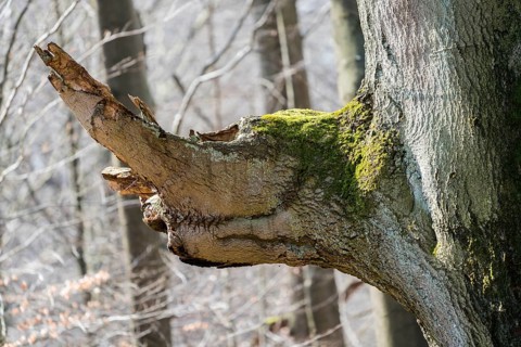 Tree face, looks like an animal, Primeval forest Urwald Sababurg, Hofgeismar, Weser Uplands,