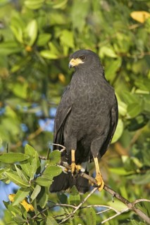 Common Black Hawk Buteogallus anthracinus San Blas, Nayarit, Mexico 28 March Adult Acciptridae