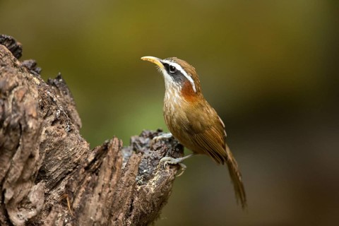 Streak-breasted Scimitar Babbler (Pomatorhinus ruficollis), Yunnan, China