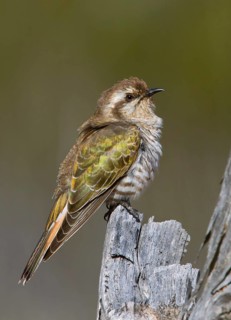 Horsfield's Bronze Cuckoo (Chrysococcyx basalis), Victoria, Australia