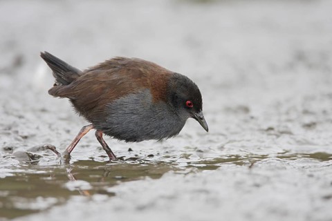 Spotless Crake (Porzana tabuensis), Australian Capital Territory, Australia