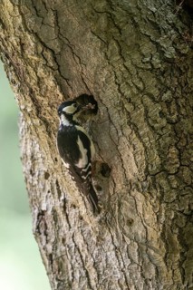 Great spotted woodpecker (Dendrocopos major), Emsland, Lower Saxony, Germany