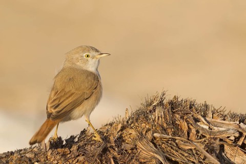 Asian Desert Warbler - Wüstengrasmücke - Sylvia nana, Oman