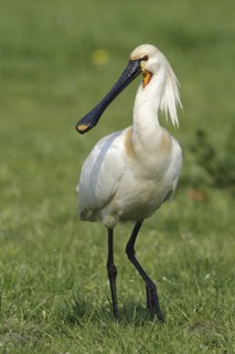 Eurasian Spoonbill (Platalea leucorodia), Netherlands