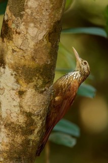 Straight-billed Woodcreeper (Dendroplex picus) perched on a branch in Guyana