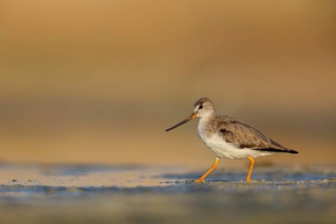 Terek sandpiper, (Xenus cinereus), animal, animals, bird, birds, snipe family, snipe, biotope,