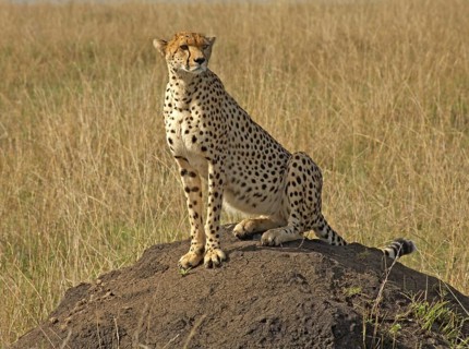Cheetah (Acinonyx jubatus) female sits on a termite mound to assess her surroundings, Masai, Mara,