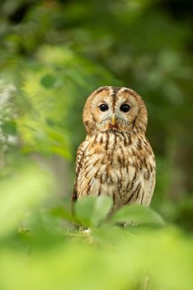 Tawny Owl (Strix aluco) captive, Germany