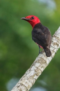 Crimson Fruitcrow (Haematoderus militaris) perched on a branch in the rainforest of Guyana