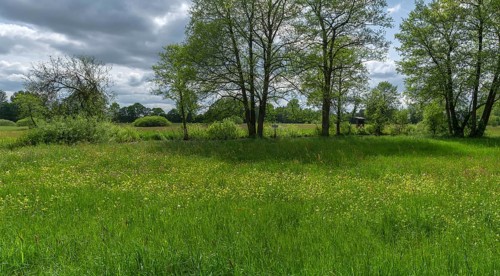 Landscape with wildflower meadow, Schrobenhausen, Upper Bavaria, Germany