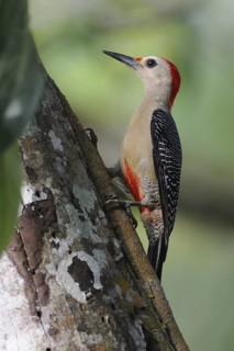 Golden-fronted Woodpecker (Melanerpes aurifrons) male, Guatemala