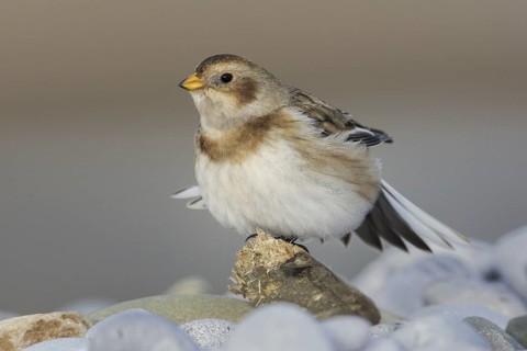 Snow Bunting (Plectrophenax nivalis), Wales, United Kingdom