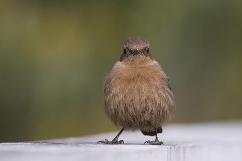 Brown Rock Chat (Oenanthe fusca), Pakistan